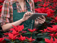 https://www.vecteezy.com/photo/38944569-hands-of-a-female-agronomist-recording-the-growth-of-poinsettia-on-a-tablet-in-a-plant-nursery