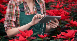 https://www.vecteezy.com/photo/38944569-hands-of-a-female-agronomist-recording-the-growth-of-poinsettia-on-a-tablet-in-a-plant-nursery
