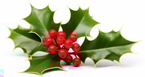 https://www.vecteezy.com/photo/29865335-photo-of-beautiful-holly-flower-isolated-on-white-background-generative-ai