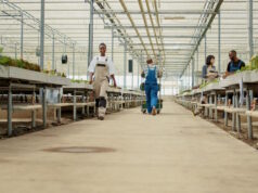 https://www.freepik.com/free-photo/view-from-back-caucasian-organic-farm-worker-pushing-rack-with-vio-vegetables-crates-modern-greenhouse-agricultural-business-farmer-moving-harvest-hydroponic-enviroment_29602543.htm#fromView=search&page=1&position=26&uuid=cd91ff4f-3ae5-45ea-be23-8a5d1ec93529