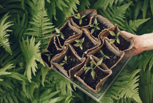 https://www.freepik.com/free-photo/womans-hands-gloves-planting-young-plant_9344022.htm#fromView=search&page=1&position=17&uuid=8c81f5fc-b6d8-4e53-8799-7e569b07baa6