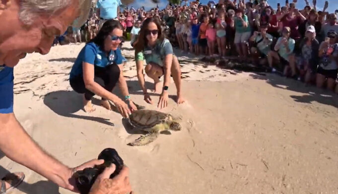 Watch As A Sea Turtle Is Released Back To The Ocean - South Florida ...