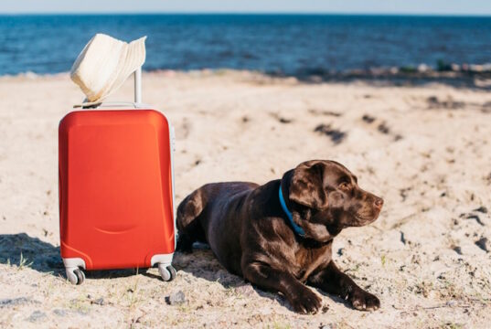 https://www.freepik.com/free-photo/black-dog-having-fun-beach_4737776.htm#fromView=image_search&page=1&position=0&uuid=62af988f-bfc7-418e-8d87-dd06ed483225