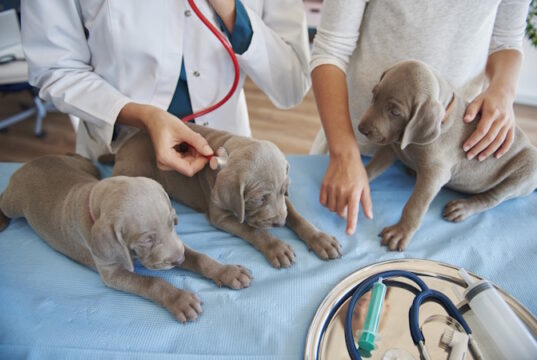 https://www.freepik.com/free-photo/sleepy-puppies-examined-vet_12428622.htm#fromView=search&page=1&position=1&uuid=425c1c59-4c5f-4657-a20c-e53500312ee5