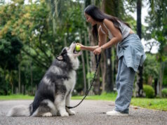 https://www.vecteezy.com/photo/50814591-a-happy-asian-female-dog-owner-is-giving-a-tennis-ball-to-her-dog-training-it-to-obey