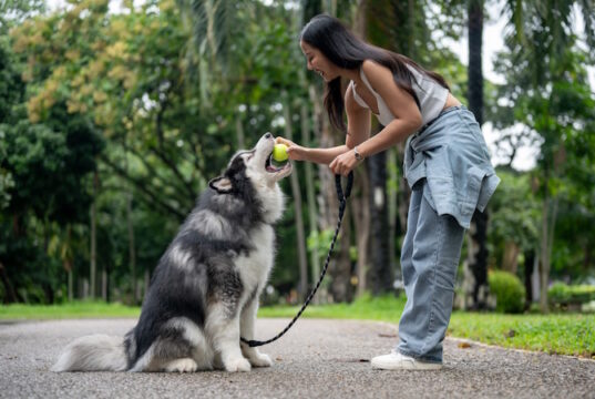https://www.vecteezy.com/photo/50814591-a-happy-asian-female-dog-owner-is-giving-a-tennis-ball-to-her-dog-training-it-to-obey