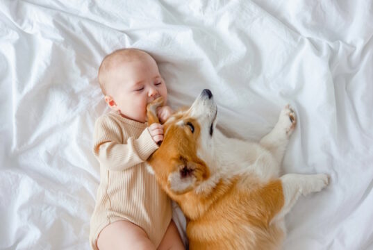 https://www.freepik.com/premium-photo/infant-ginger-corgi-pembroke-laying-white-sheet-top-view-relationships-baby-dog-fur-allergy-concept-baby-biting-dogs-ear-families-with-pets-newborn_24027993.htm#fromView=search&page=1&position=9&uuid=573f06b2-5830-4d87-8e6c-8e77a2a343e2&query=dog+and+baby