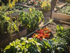 https://www.vecteezy.com/photo/55276613-a-garden-with-many-different-types-of-vegetables