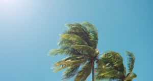 https://www.vecteezy.com/photo/34718669-palm-tree-leaf-blown-by-the-wind-in-the-summer