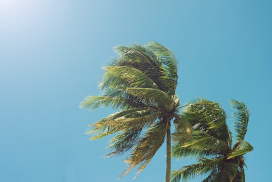 https://www.vecteezy.com/photo/34718669-palm-tree-leaf-blown-by-the-wind-in-the-summer