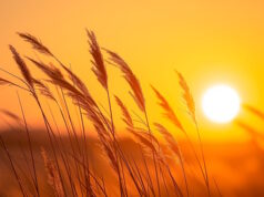 https://www.vecteezy.com/photo/37982342-ai-generated-photo-of-tall-wild-grass-bathed-in-the-golden-hue-of-the-setting-sun-the-grass-is-detailed-and-appears-soft-swaying-gently-creating-calm-and-peaceful-atmosphere-ai-generated