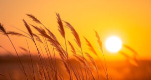 https://www.vecteezy.com/photo/37982342-ai-generated-photo-of-tall-wild-grass-bathed-in-the-golden-hue-of-the-setting-sun-the-grass-is-detailed-and-appears-soft-swaying-gently-creating-calm-and-peaceful-atmosphere-ai-generated