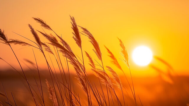 https://www.vecteezy.com/photo/37982342-ai-generated-photo-of-tall-wild-grass-bathed-in-the-golden-hue-of-the-setting-sun-the-grass-is-detailed-and-appears-soft-swaying-gently-creating-calm-and-peaceful-atmosphere-ai-generated