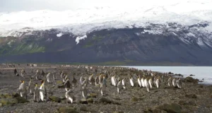 https://www.antarctica.gov.au/antarctic-operations/stations/other-locations/heard-island/