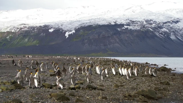 https://www.antarctica.gov.au/antarctic-operations/stations/other-locations/heard-island/