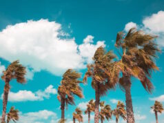 Gusty https://www.freepik.com/free-photo/beautiful-shot-tree-branches-leaning-power-wind_10834440.htm#fromView=search&page=1&position=9&uuid=6dd5cb99-0e34-412f-af74-2ed3033abaec&query=breezy
