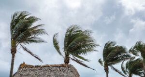 https://www.freepik.com/premium-photo/palm-trees-wind-ocean-beach-bad-weather_32376624.htm#fromView=search&page=1&position=14&uuid=6d0d9e88-22fc-438b-a232-6e7915e90801&query=windy