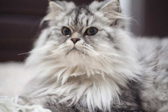 https://www.freepik.com/free-photo/pets-beautiful-house-animal-gray_1007032.htm#fromView=search&page=1&position=1&uuid=98e8d982-777a-44ee-a63f-8b9f49929475&query=Maine+Coon+Coat%C2%A0