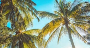 https://www.vecteezy.com/photo/10041470-summer-background-with-coconut-trees-and-sunset-warm-tone-vung-tau-city-aerial-view-with-beautiful-sunset-and-palm-tree-vung-tau-is-the-capital-of-the-province-since-the-province-s-founding