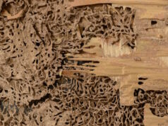 https://www.vecteezy.com/photo/7565484-closeup-background-and-texture-of-nest-termite-at-wooden-wall