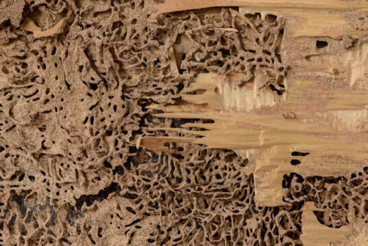 https://www.vecteezy.com/photo/7565484-closeup-background-and-texture-of-nest-termite-at-wooden-wall