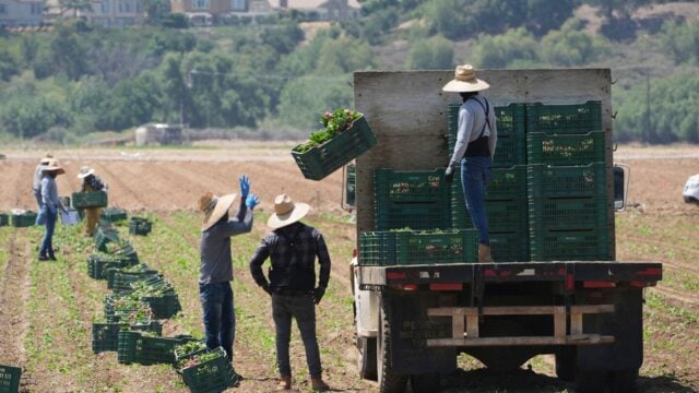 Farmers