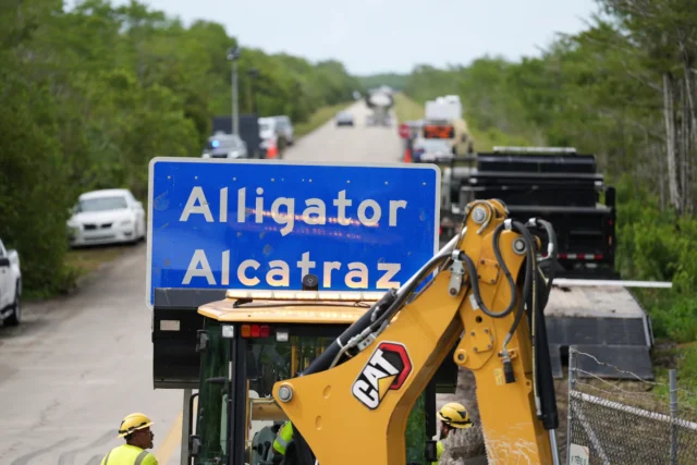 Alligator