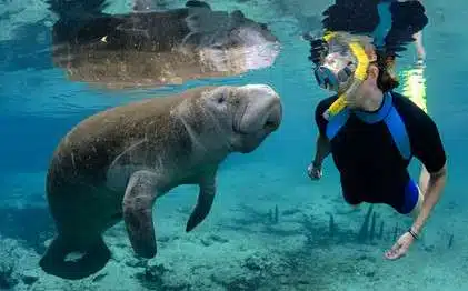 Manatee