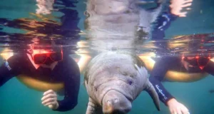 https://floridatravel.blog/crystal-river-vacation-manatee-capital-of-the-world/