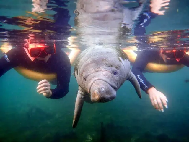 crystal-river-manatees-and-swimmers https://floridatravel.blog/crystal-river-vacation-manatee-capital-of-the-world/