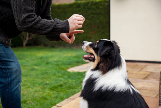 https://www.freepik.com/free-photo/beautiful-border-collie-dog-training-with-owner_23440131.htm#fromView=search&page=1&position=4&uuid=7333d34e-d43d-4609-8de7-1f3b63865d0b&query=dog+training
