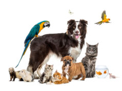 https://www.freepik.com/premium-photo/group-pets-posing-around-border-collie-dog-cat-ferret-rabbit-bird-fish-rodent_13450180.htm#fromView=search&page=1&position=30&uuid=7db01860-e8cc-4ac8-8ff2-28314aa0e864&query=pets