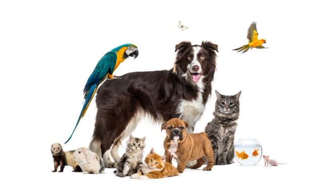 https://www.freepik.com/premium-photo/group-pets-posing-around-border-collie-dog-cat-ferret-rabbit-bird-fish-rodent_13450180.htm#fromView=search&page=1&position=30&uuid=7db01860-e8cc-4ac8-8ff2-28314aa0e864&query=pets