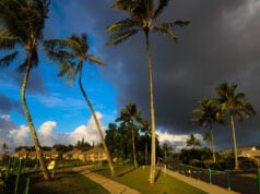 https://www.freepik.com/premium-photo/palm-trees-against-sky_101937620.htm#fromView=search&page=1&position=8&uuid=bab1c876-0fde-462e-b7ac-8fac90fe7392&query=florida+rain+storms
