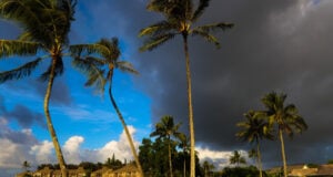 https://www.freepik.com/premium-photo/palm-trees-against-sky_101937620.htm#fromView=search&page=1&position=8&uuid=bab1c876-0fde-462e-b7ac-8fac90fe7392&query=florida+rain+storms