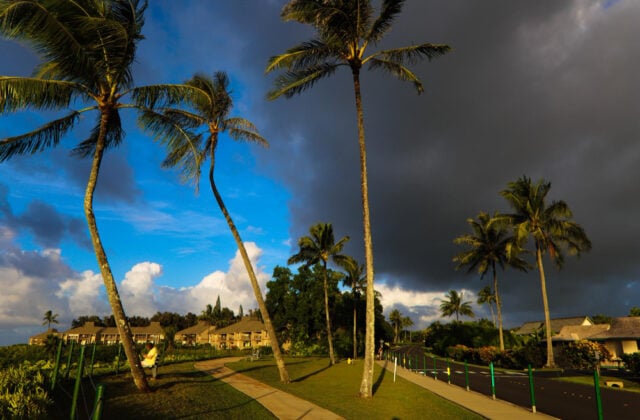 6180036 https://www.freepik.com/premium-photo/palm-trees-against-sky_101937620.htm#fromView=search&page=1&position=8&uuid=bab1c876-0fde-462e-b7ac-8fac90fe7392&query=florida+rain+storms