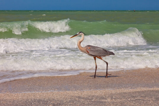Sanibel