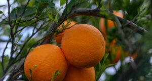https://www.vecteezy.com/photo/45954696-citrus-branches-with-organic-ripe-fresh-oranges-growing-on-branches-with-green-leaves-in-a-sunny-orchard-3