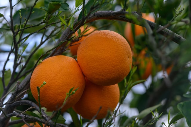 https://www.vecteezy.com/photo/45954696-citrus-branches-with-organic-ripe-fresh-oranges-growing-on-branches-with-green-leaves-in-a-sunny-orchard-3