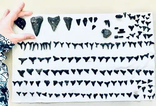 Sharks teeth