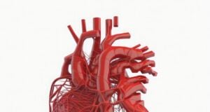 https://www.vecteezy.com/photo/22875819-red-color-human-heart-wireframe-on-white-background