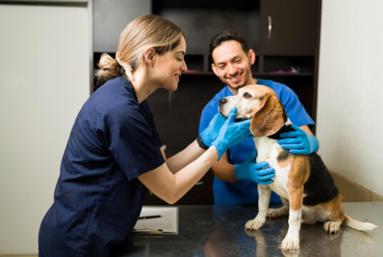 https://www.freepik.com/free-photo/happy-female-vet-smiling-petting-beautiful-beagle-dog-exam-table-professional-veterinarian-man-holding-pet-while-examining-healthy-pet-clinic_27999717.htm#fromView=search&page=1&position=6&uuid=3383d026-59c1-430a-a605-81451f154d48&query=veterinarian+