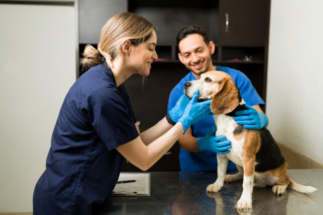 https://www.freepik.com/free-photo/happy-female-vet-smiling-petting-beautiful-beagle-dog-exam-table-professional-veterinarian-man-holding-pet-while-examining-healthy-pet-clinic_27999717.htm#fromView=search&page=1&position=6&uuid=3383d026-59c1-430a-a605-81451f154d48&query=veterinarian+