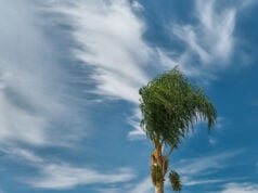 https://www.freepik.com/free-photo/palm-tree-bends-wind-beginning-storm-blue-sky-with-clouds-space-text-climate-change-seasonal-storms-sea_40736880.htm#fromView=search&page=1&position=7&uuid=3e1fa36b-7bc8-4b18-bee9-a5522853b0d4&query=breezy