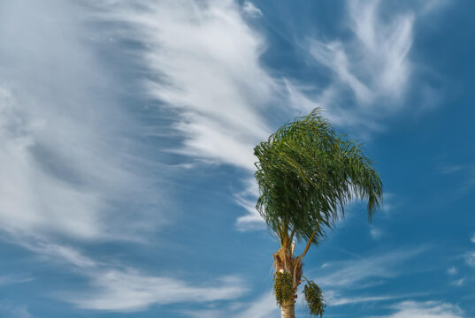https://www.freepik.com/free-photo/palm-tree-bends-wind-beginning-storm-blue-sky-with-clouds-space-text-climate-change-seasonal-storms-sea_40736880.htm#fromView=search&page=1&position=7&uuid=3e1fa36b-7bc8-4b18-bee9-a5522853b0d4&query=breezy