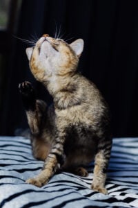 https://www.freepik.com/free-photo/close-portrait-beautiful-stripped-cat-relaxing-zebra-blanket_10932232.htm#fromView=search&page=1&position=26&uuid=fc7ac0e6-5db5-416d-94f7-fb8d096c1919&query=cat+fleas