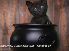 Gladstone, A Black Cat, Is The Chief Mouser At The UK Treasury