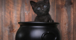 Gladstone, A Black Cat, Is The Chief Mouser At The UK Treasury