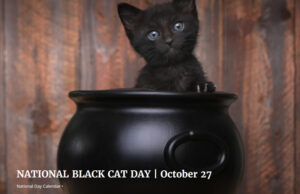Gladstone, A Black Cat, Is The Chief Mouser At The UK Treasury