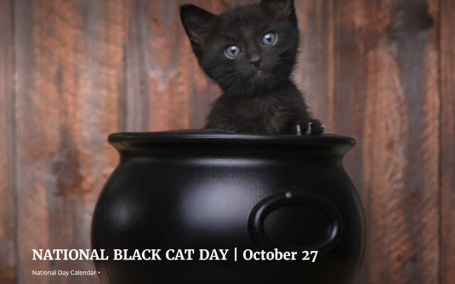 Black cat